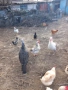 ПРОДАВАМ ОПЛОДЕНИ КОКОШИ ЯЙЦА , ЗА РАЗПЛОД, снимка 18