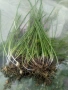 👌🌼❄️Гарванов лук🎁💮🪷, снимка 2