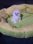 ТОП КОТЕНЦА НА ТОП ЦЕНА, снимка 12