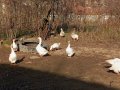 Бели гъски, гъсок , снимка 2