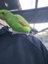 Продавам папагали, може и бартер, снимка 2