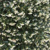 Жасмин(Бял Ароматен), снимка 4 - Градински цветя и растения - 40517435