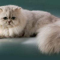 Персийска котка , снимка 1 - Персийска - 44289764
