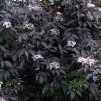 Черен бъз (Черна красавица) , снимка 4 - Градински цветя и растения - 40797152