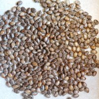 Семена от Рицин(Кърлеж) , снимка 1 - Сортови семена и луковици - 44413114