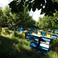 Пчелен мед на едро, директно от производител, реколта 2023 , снимка 7 - Пчелни продукти - 26607421