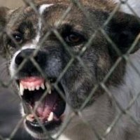 851 Уред за защита срещу кучета - кучегон, снимка 5 - Други стоки за дома - 30897964