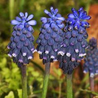 Muscari neglectum, снимка 2 - Сортови семена и луковици - 37148753