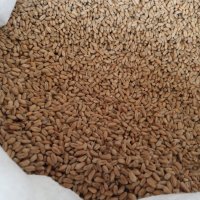 Продавам  пшеница  царевица жито 0.45доставка, снимка 1 - За селскостопански - 32170050