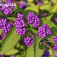 Каликарпа - Налични 2 вида Бяла - Callicarpa dichotoma Albibacea Лилава -Callicarpa dichotoma 'Issai, снимка 1 - Градински цветя и растения - 42145718