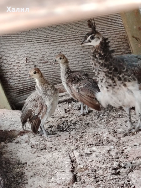 Малки Индийски Паунчета, снимка 1