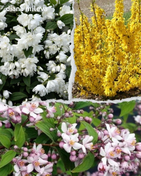 Промо пакет от 3 бр студоустойчиви растения за супер слънце!, снимка 1