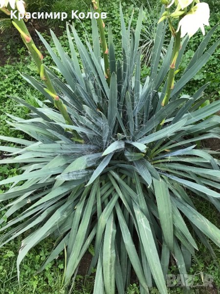 Градинска юка, Юка филаментоза, Yucca filamentosa, снимка 1