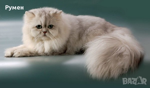 Персийска котка , снимка 1