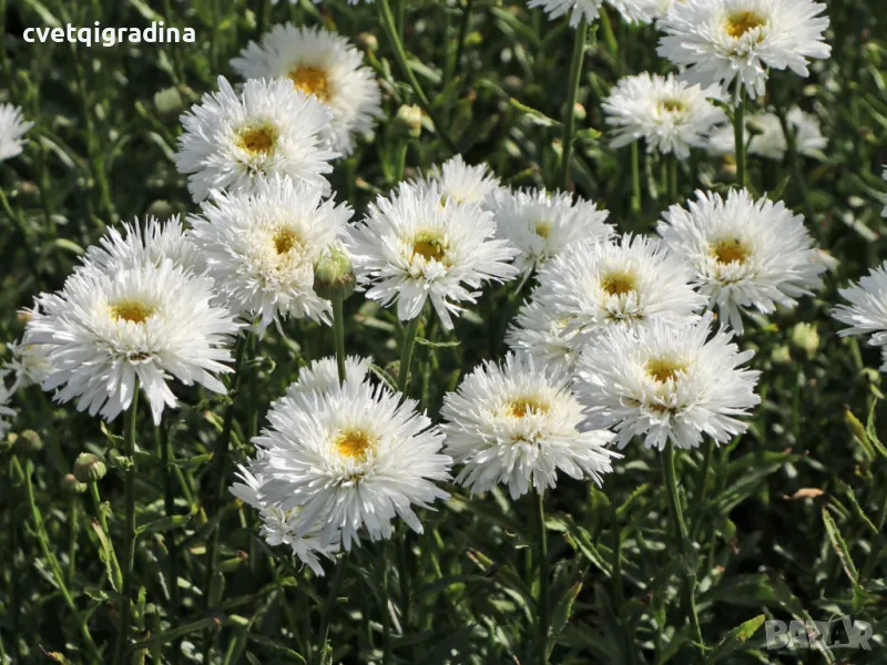 Leucanthemum ‘Laspider'(Маргарита’Ласпайдър’, снимка 1