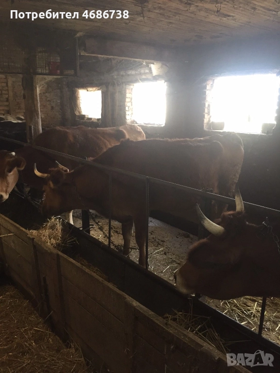 Продавам крави прясно отелени и бременни, снимка 1