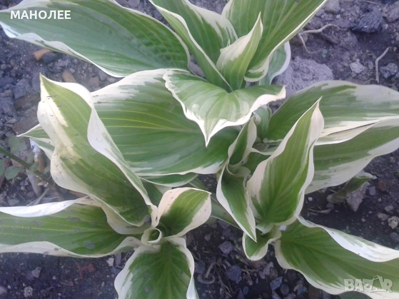 ХОСТА, снимка 1