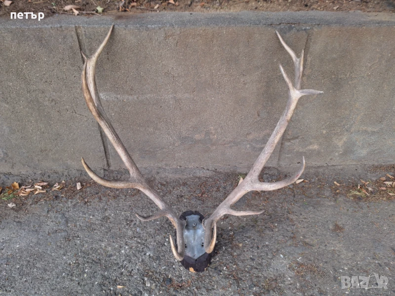 Рога от елен, снимка 1