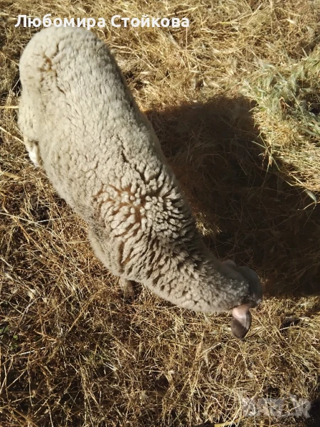 женско агне - шиле , снимка 1