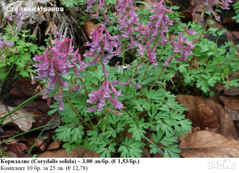 Коридалис, плътногрудеста лисичина (Corydalis solida) – грудки, снимка 1