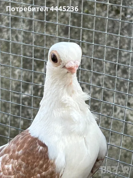 Кабаци, снимка 1