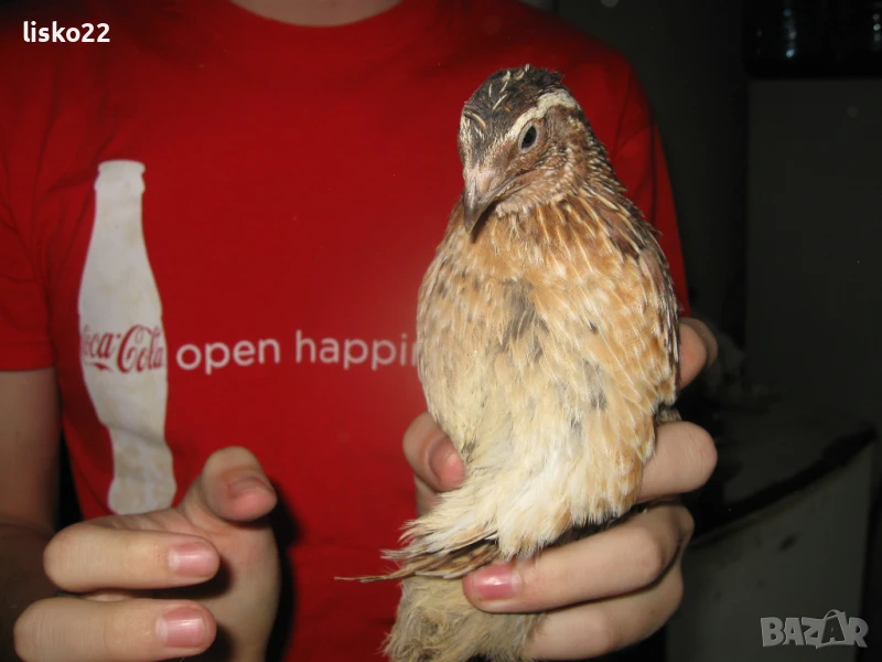 продавам ПЪДПЪДЪЦИ , снимка 1