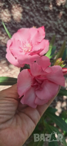 Зокум/ Олеандър в бял и розов кичест цвят, снимка 8 - Разсади - 51549509