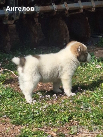 Алабай(средноазиатска овчарка), снимка 2 - Алабай - 54222986