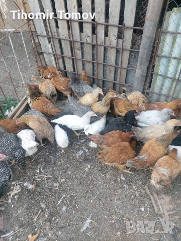 продавам ярки , снимка 2 - Кокошки и пуйки - 54108783
