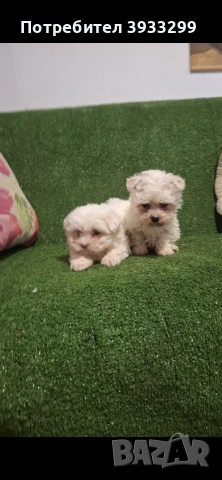 Малтийска болонка мини , снимка 2 - Болонка - 53921434