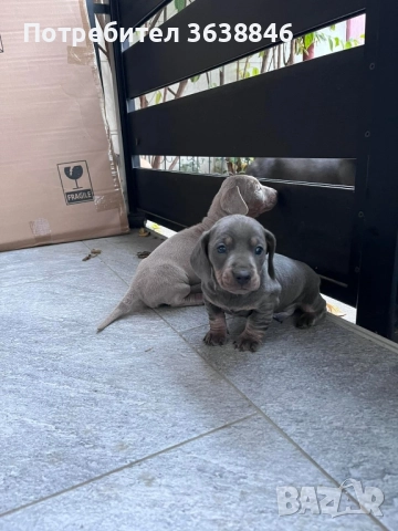 Мини дакел, снимка 5 - Дакели - 50091116