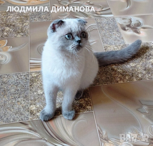 Шотландско момиче със сини очи , снимка 2 - Британска късокосместа - 53016130