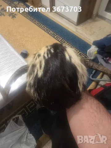 Каска за мотор с муфлонски рога, снимка 3 - Аксесоари и консумативи - 48329464