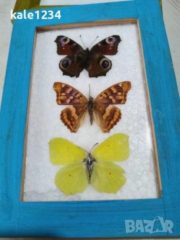 Пеперуди. Препарирани. Рамка. Естествени. Ръчно изработени , снимка 4 - Декорация за дома - 50602663