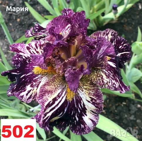 Сортови вискоки ириси /брадати ириси, снимка 4 - Сортови семена и луковици - 46410730