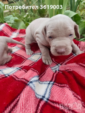 Ваймаранери , снимка 10 - Ваймаранер - 54205375