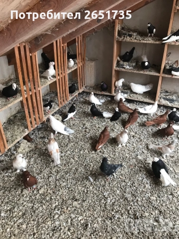 Гълаби, снимка 5 - Гълъби - 52166248