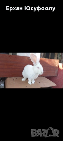 Токачки Зайци, снимка 6 - Други животни - 53297235