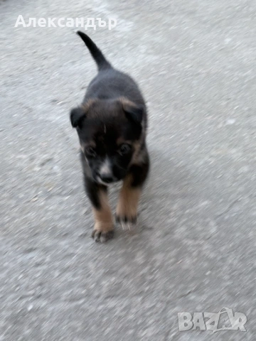 Подарявам мъжко кученце на около месец, снимка 2 - Други - 54114271