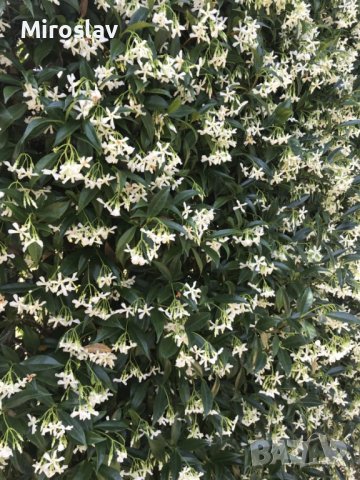 Жасмин(Бял Ароматен), снимка 4 - Градински цветя и растения - 40517435
