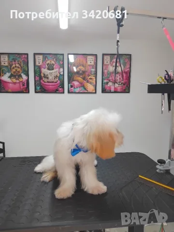 Малтипу Maltlpoo, снимка 4 - Пудели - 55957559