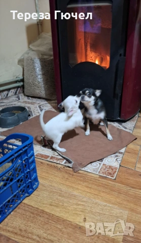 🐶Кученца пинчери - Две Ваксини🐶, обезпаразитени кучета пинчер 🐾, снимка 4 - Пинчер - 53313093