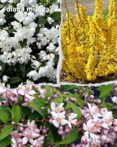 Промо пакет от 3 бр студоустойчиви растения за супер слънце!, снимка 1