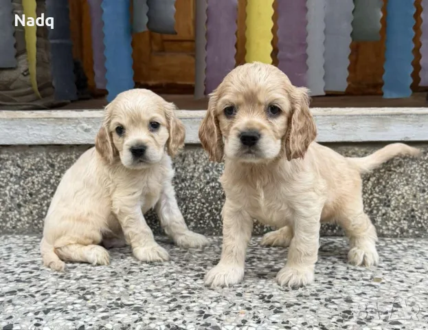 Кокер шпаньол Страхотни 