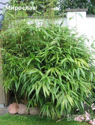 Продавам растения студоустойчив бамбук, снимка 6 - Градински цветя и растения - 54007138