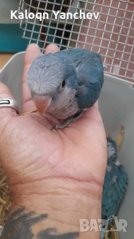 Папагали, снимка 4 - Папагали - 50958042