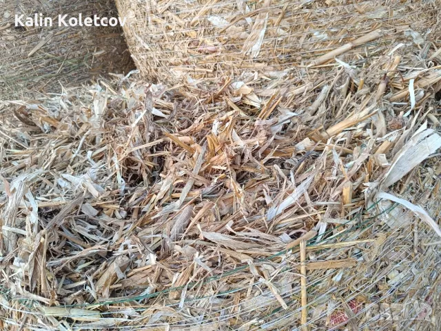 продавам Бали царевичак , снимка 6 - Други стоки за животни - 42511341