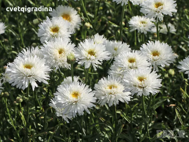 Leucanthemum ‘Laspider'(Маргарита’Ласпайдър’, снимка 1