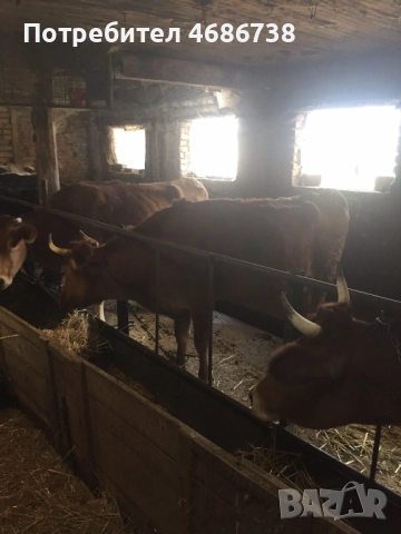 Продавам крави прясно отелени и бременни