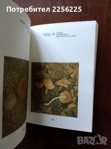 Нашите гъби, снимка 6 - Специализирана литература - 50161207